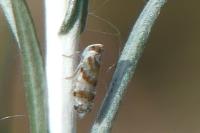Tachycixius venustulus