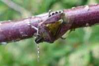 Dolycoris baccarum