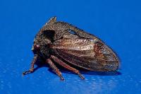 Centrotus cornutus