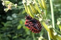 Graphosoma italicum