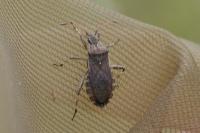 Ceraleptus gracilicornis