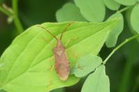 Gonocerus acuteangulatus