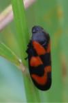 Cercopis vulnerata