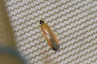 Phylus melanocephalus