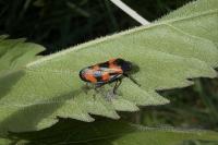 Cercopis vulnerata