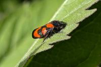 Cercopis vulnerata