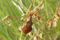 Haploprocta sulcicornis