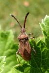 Coriomeris denticulatus
