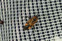 Brachycoleus triangularis