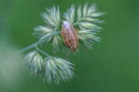 Aelia acuminata