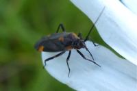 Capsodes flavomarginatus
