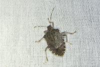 Halyomorpha halys