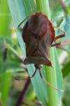 Coreus marginatus