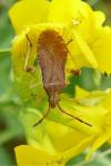 Ceraleptus lividus