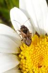Trapezonotus ullrichi