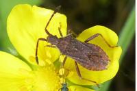 Coriomeris denticulatus
