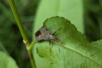 Coreus marginatus