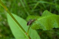 Coreus marginatus