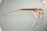 Ranatra linearis