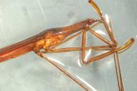 Ranatra linearis