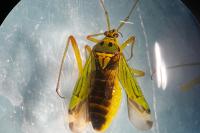 Mermitelocerus schmidtii