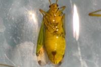 Mermitelocerus schmidtii