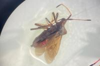 Coreus marginatus