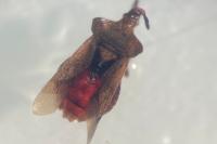 Coreus marginatus