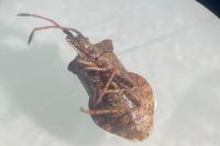 Coreus marginatus