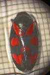 Cercopis vulnerata