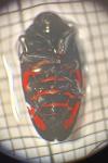 Cercopis vulnerata