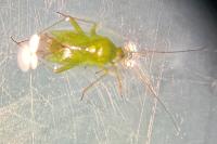 Orthotylus virescens