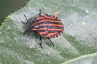 Graphosoma italicum