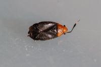 Capsus ater