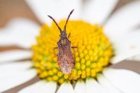 Coriomeris denticulatus