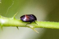 Penthimia nigra
