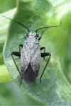 Heterocordylus tibialis