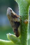 Aphrophora alni