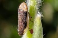Philaenus spumarius