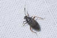 Capsus ater