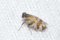 Tachycixius venustulus