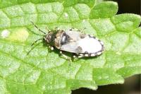 Heterogaster cathariae