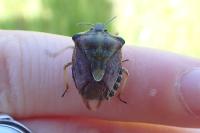 Carpocoris purpureipennis