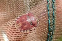 Eurygaster maura