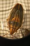 Aelia acuminata