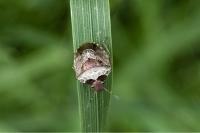 Stagonomus venustissimus