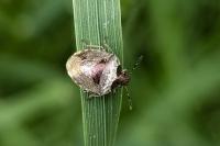 Stagonomus venustissimus