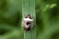 Stagonomus venustissimus