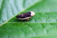 Philaenus spumarius