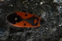 Melanocoryphus albomaculatus